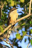 Mangrove Cuckooborder=